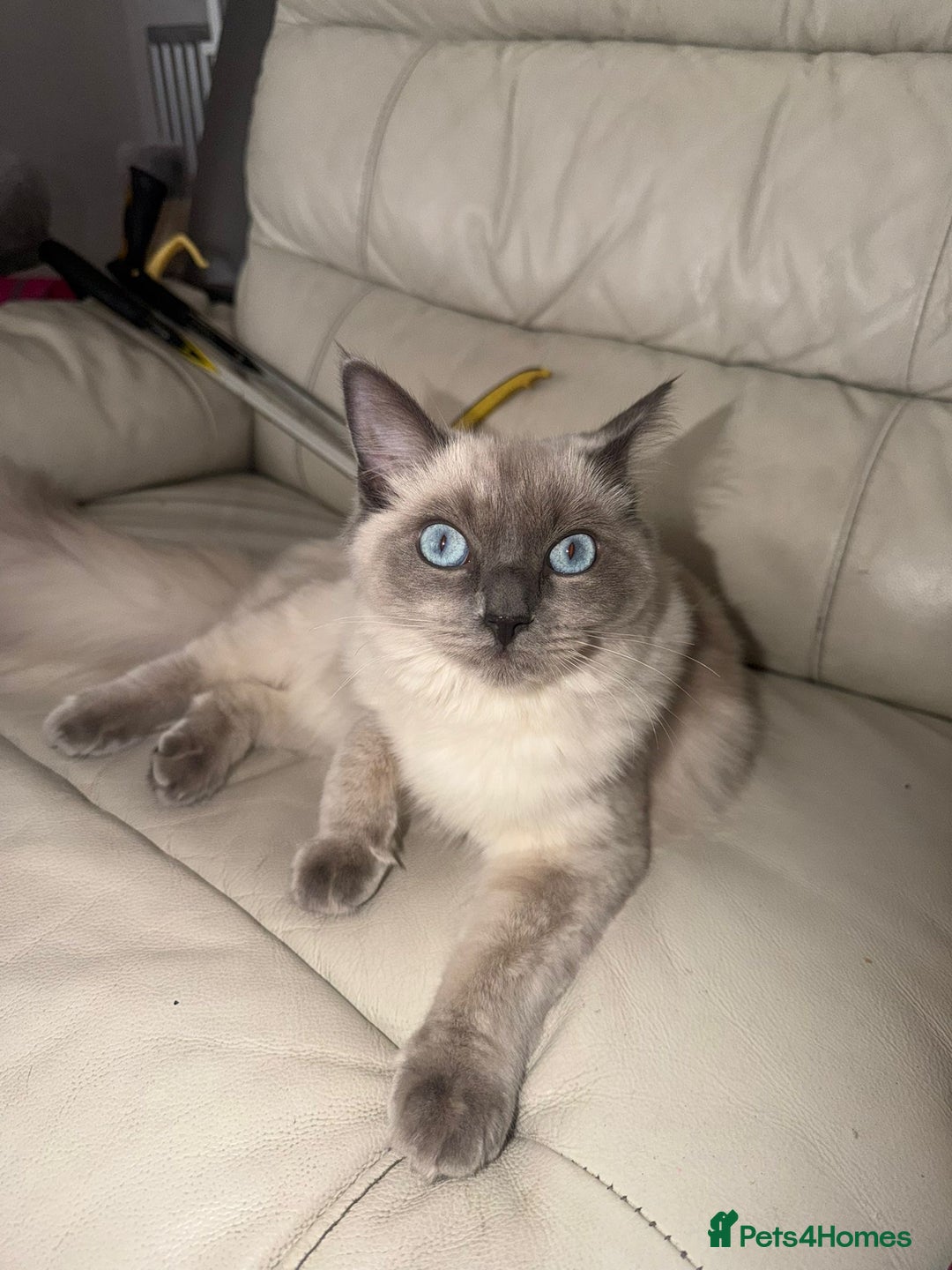 Ragdoll cats for sale: Gorgeous Ragdoll Cat  - Image 1