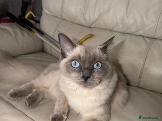 Ragdoll cats for sale - Advert 1