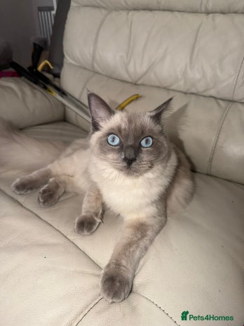 Ragdoll cats - Advert 1