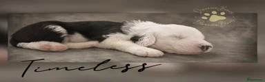 TIMELESS - yellow collar 