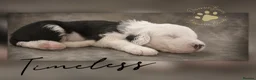 Old English Sheepdog dogs for sale: Fully health tested RKC Old English Sheepdog  - Advert 18