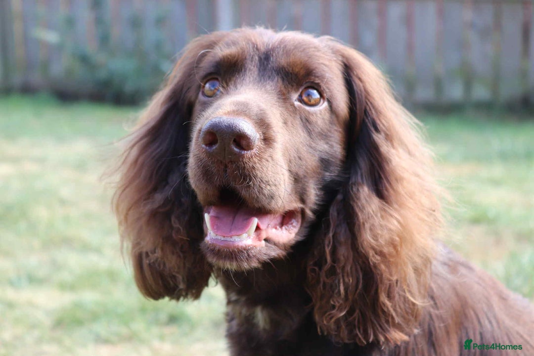 Cocker Spaniel dogs for stud: Working Cocker Spaniel for Stud - Image 1
