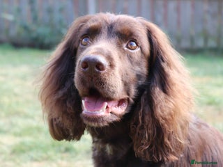 Cocker Spaniel dogs - Advert 17