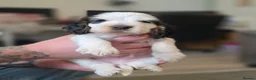 Cocker Spaniel dogs for sale: KC Registered Show cocker spaniel  - Advert 7
