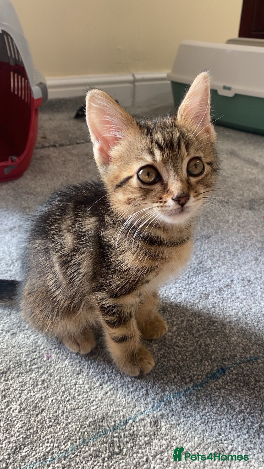 Mixed Breed cats beautiful baby kitten for sale (urgent!) - Advert 2