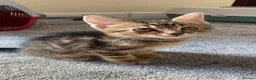 Mixed Breed cats for sale: beautiful baby kitten for sale (urgent!) - Advert 1