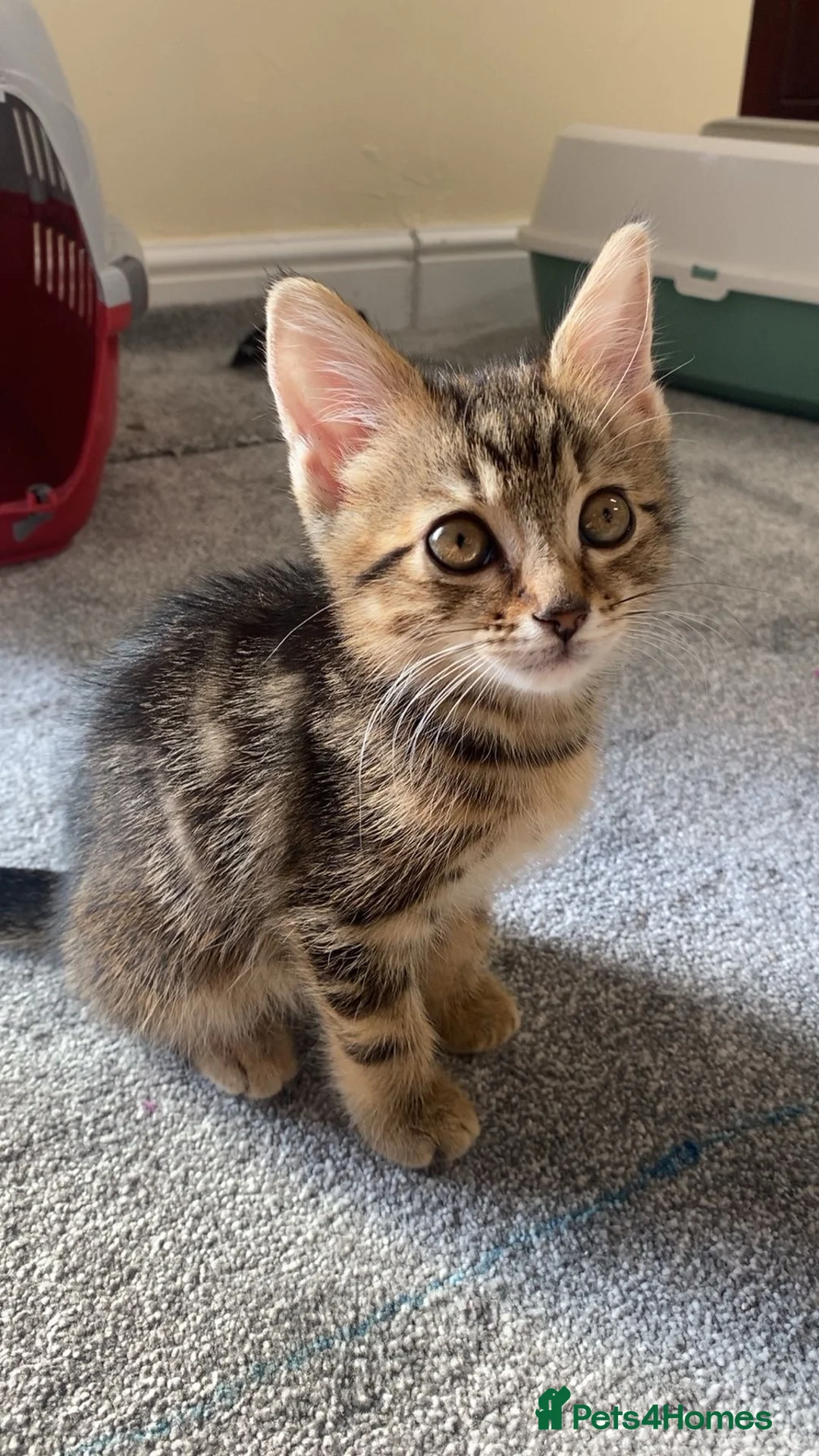 Mixed Breed cats for sale: beautiful baby kitten for sale (urgent!) - Advert 1