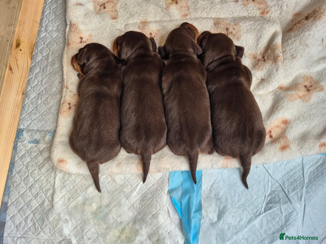 Miniature Dachshund dogs for sale: Miniature Dachshund  - Advert 1