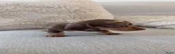 Miniature Dachshund dogs for sale: 5 beautiful miniature dachshund puppies for sale  - Advert 11