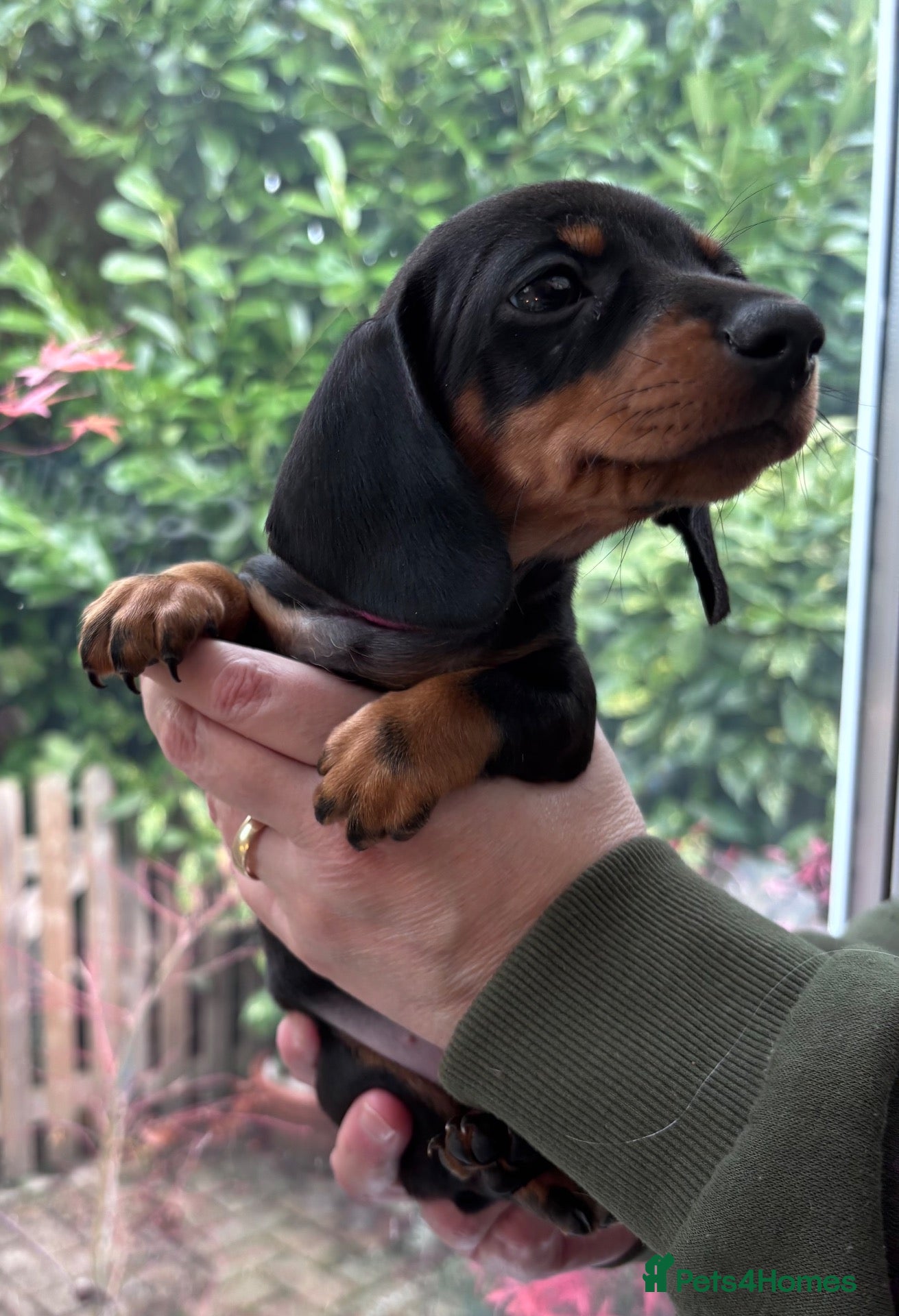 Dachshund dogs for sale: Beautiful mini Dachshunds  - Advert 2