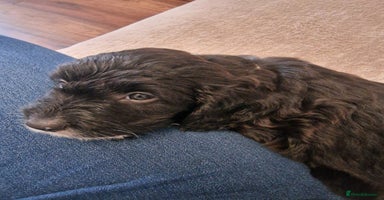 Cockapoo dogs - Advert 1