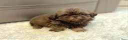 Shih Tzu dogs for sale: KC Registered Chocolate Imperial Shih Tzu Puppies - Advert 2