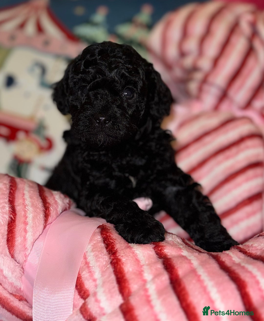 Toy Poodle dogs for sale: Tiny toy poodles available for reservation - Advert 4