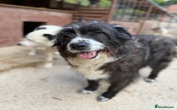Mixed Breed dogs for adoption: Xin is waiting patiently for a family  - Image 2