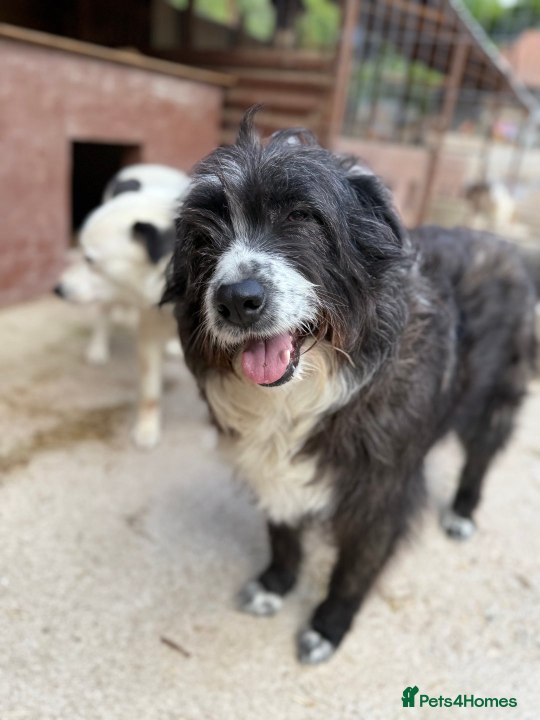 Mixed Breed dogs for adoption: Xin is waiting patiently for a family  - Image 2