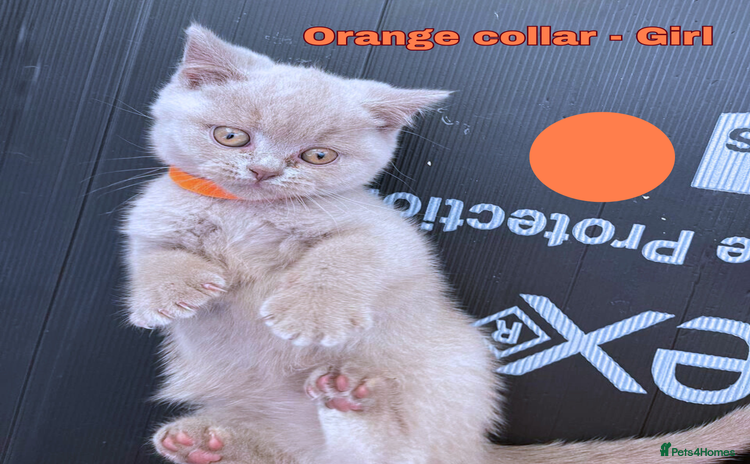 British Shorthair cats - Advert 3