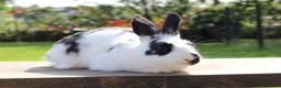 Angora rabbits for sale:     Beautiful Baby Angora Cross bunny rabbit - Advert 2