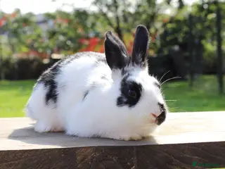 Angora rabbits Beautiful Baby Angora Cross bunny rabbit - Advert 2