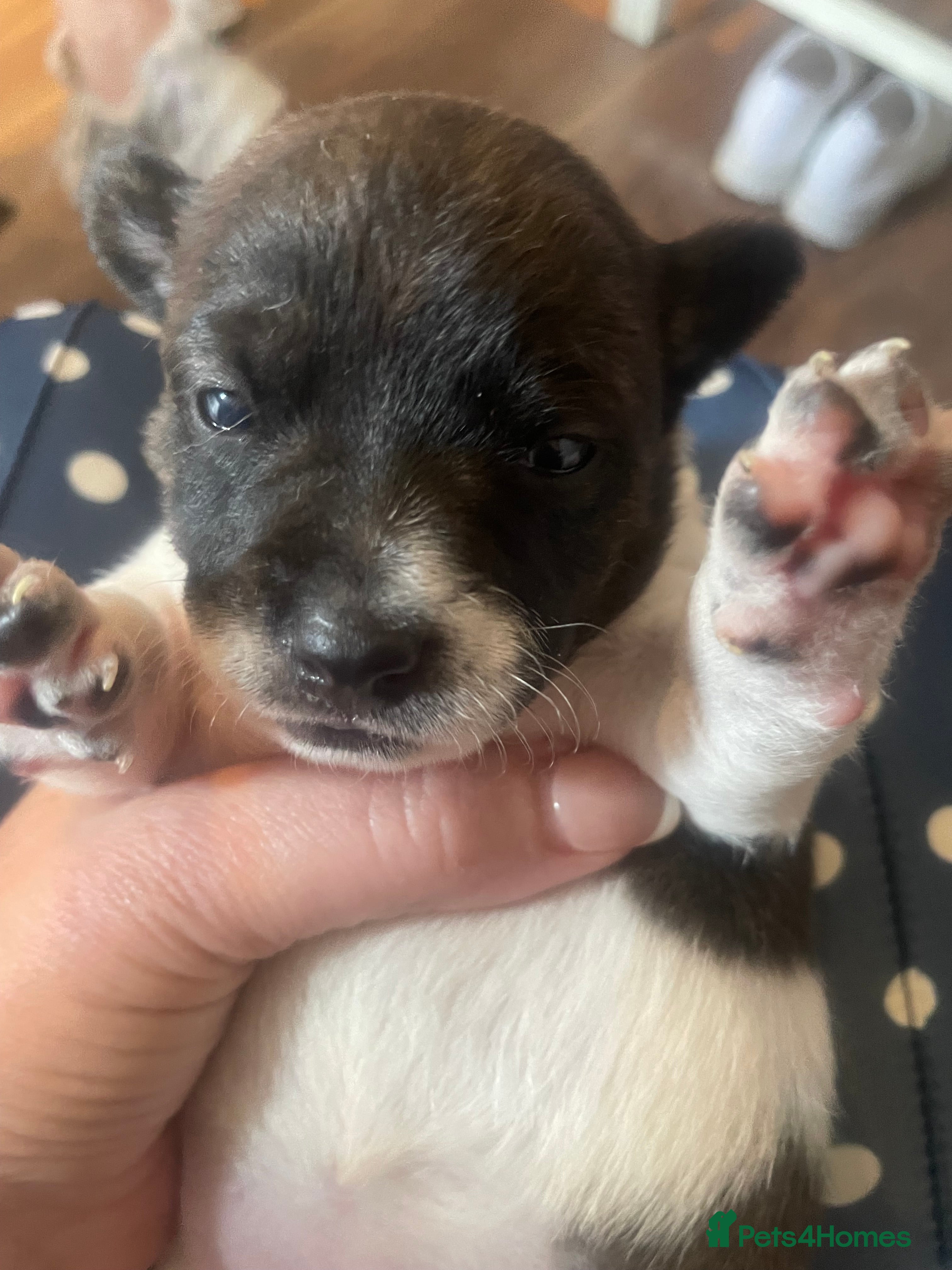 Jack Russell dogs 3 stunning full bred Jack Russell puppies - Advert 7