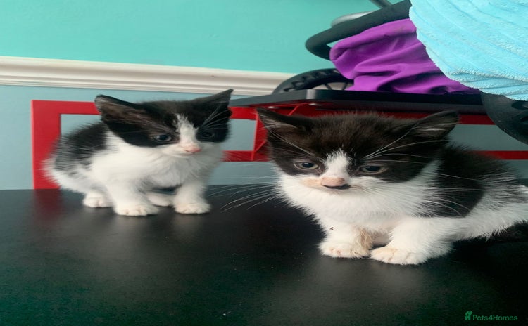 Domestic Shorthair cats - Advert 4