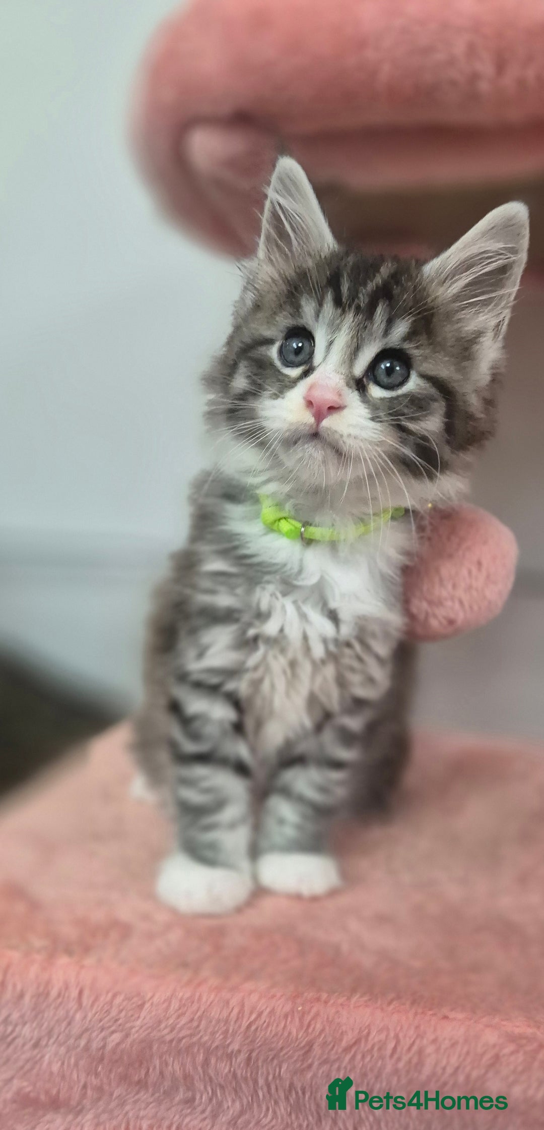 Maine Coon cats for sale: 🎀 Outstanding GCCF Pedigree Maine Coon Kittens 🎄 - Advert 16