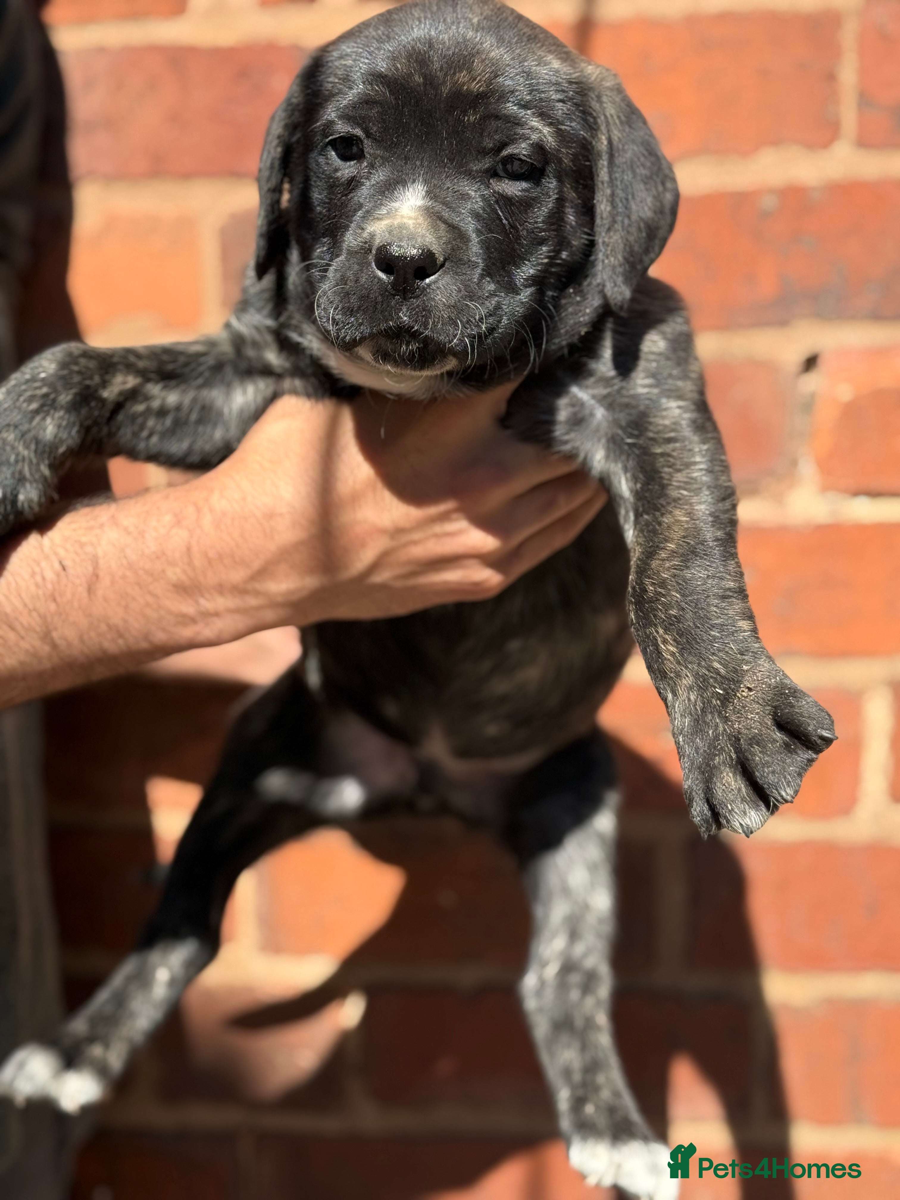 Presa Canario dogs Elite!! 🏆Champion Blood presa Canario pups!! - Advert 1