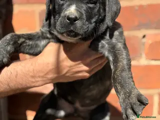 Presa Canario dogs Elite!! 🏆Champion Blood presa Canario pups!! - Advert 1