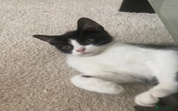 Scottish Fold cats for sale: Cute kittens  - Image 2