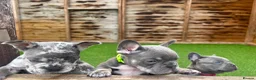 French Bulldog dogs for sale: Stunning French bulldog puppies in Crewe - Advert 6