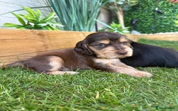 Cocker Spaniel dogs for sale: Show Type Cocker Spaniel Puppies  - Image 3