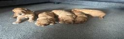 Mixed Breed dogs for sale: Outstanding litter of double doodles  - Advert 21
