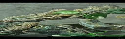 Bearded Dragon reptiles for sale: 21 Bearded Dragons  - Advert 6