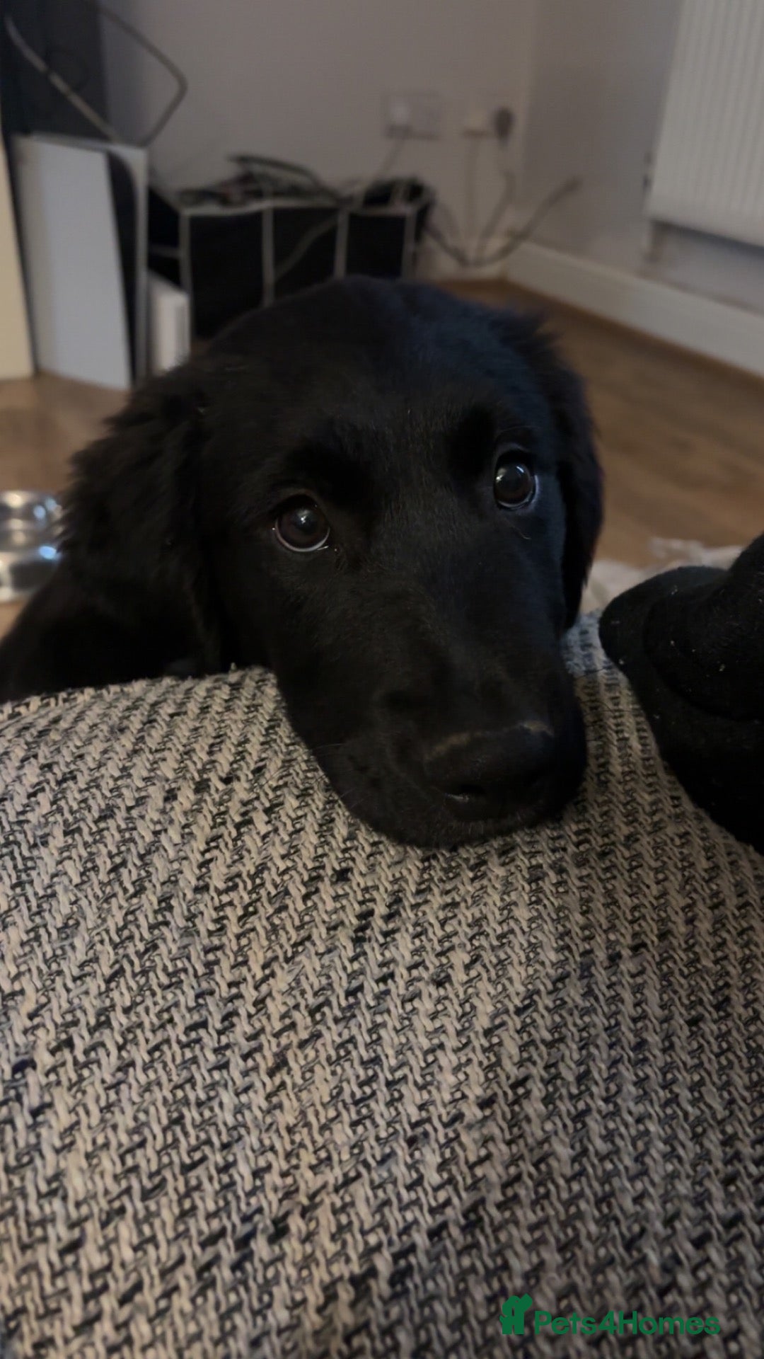 Mixed Breed dogs Lenny Golden x Collie - Advert 3