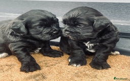 Shihpoo dogs for sale: Shipoo Pups LAST 2 - Image 4