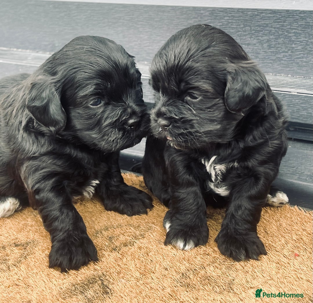 Shihpoo dogs for sale: Shipoo Pups LAST 2 - Image 4