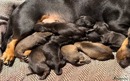 Miniature Dachshund dogs for sale: Miniature Smooth-Haired Dachshund  - Image 2