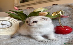 Scottish Fold cats for sale: *LUXURY SCOTTISH FOLD & 1 STRAIGHT KITTENS* - Advert 22