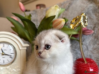 Scottish Fold cats *LUXURY SCOTTISH FOLD & 1 STRAIGHT KITTENS* - Advert 2