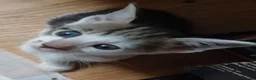 Mixed Breed cats for sale: Siamese x kittens - Advert 12
