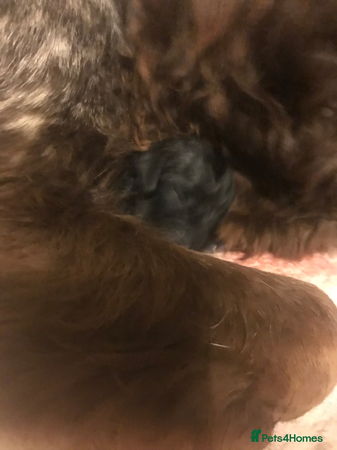 Cocker Spaniel dogs for sale: Beautiful Boy cocker spaniels for sale  - Advert 1