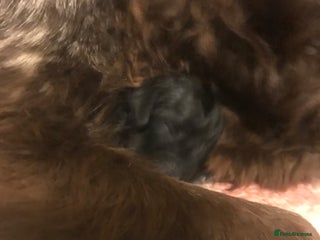 Cocker Spaniel dogs Beautiful Boy cocker spaniels for sale - Advert 1