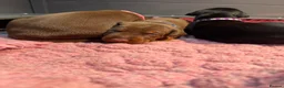 Dobermann dogs for sale:  Doberman puppies health tested 5* license  - Advert 11