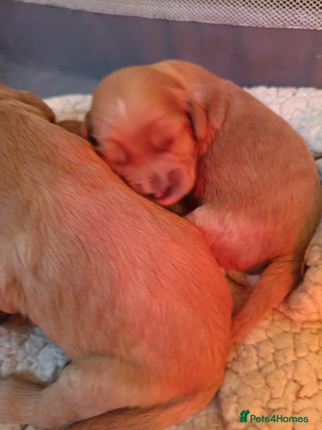 Cavapoo dogs for sale: Extensively health tested F1 cavapoo - Advert 1
