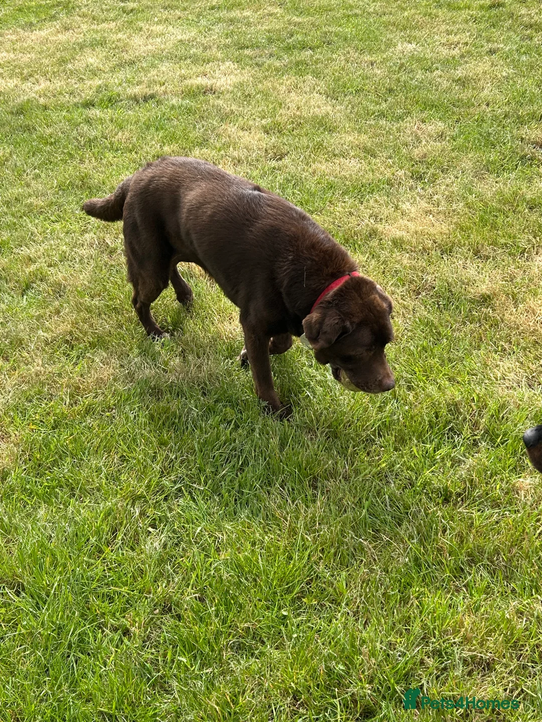 Labrador Retriever dogs for sale: Chocolate Labrador  - Advert 3