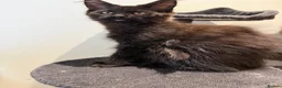 Maine Coon cats for sale: Black Smoke Maine Coon Female Kitten – Ready Now - Advert 8