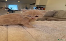 Ragdoll cats for sale: 🎄 Rare Ragdoll Kittens – Ready for Christmas! 🎄 - Advert 5