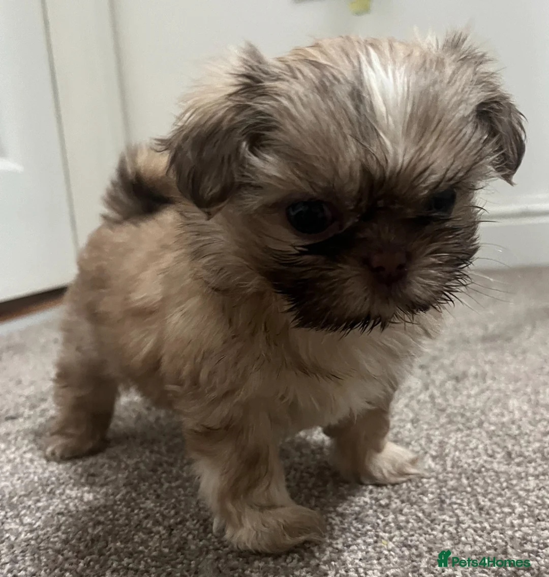 Shih Tzu dogs for sale: ✨Tiny Imperial Shih Tzu puppies ✨ - Advert 5