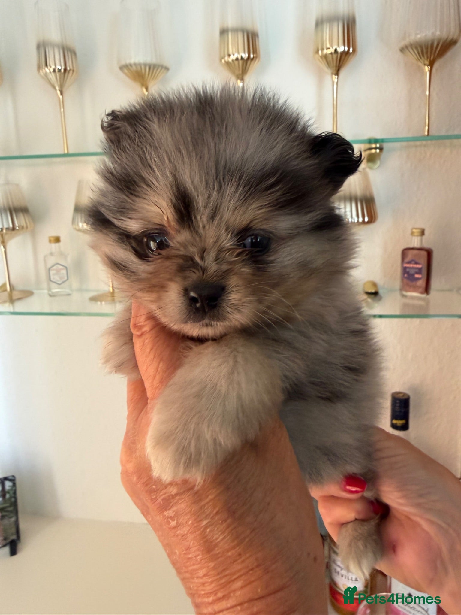 Pomeranian dogs Beautiful Pomeranian Puppies - Advert 2