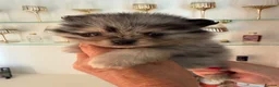 Pomeranian dogs for sale: Beautiful Pomeranian Puppies - Advert 5