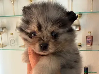 Pomeranian dogs Beautiful Pomeranian Puppies - Advert 2